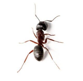 Ant