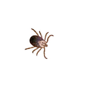 tick